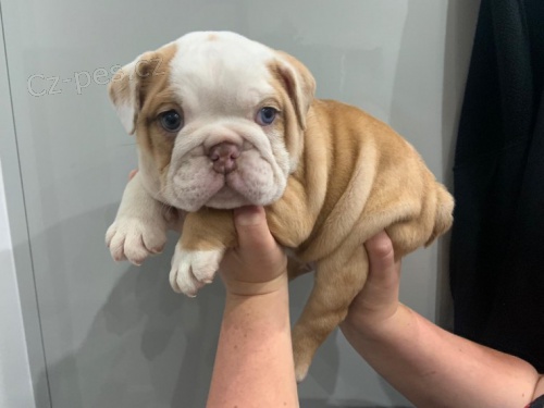 Kr�sn� a and�lsk� �t��ata anglick�ho buldoka na prodej.