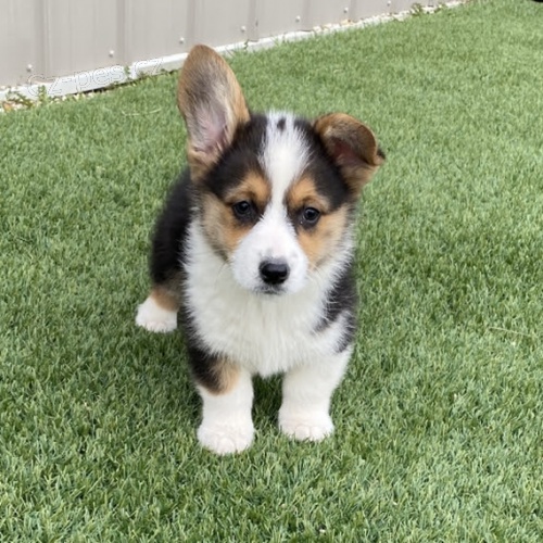 kr�sn� a and�lsk� Pembroke Welsh Corgi �t��ata �t��ata na prodej.