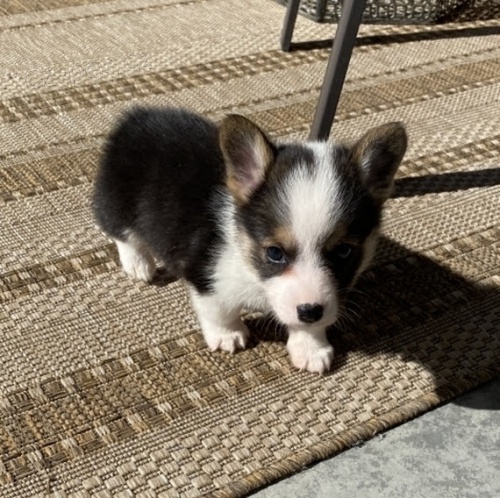 kr�sn� a and�lsk� Pembroke Welsh Corgi �t��ata �t��ata na prodej.