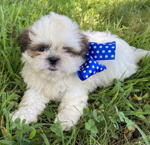 hygienicky a soci�ln� vy�kolen� �t��ata SHIH TZU na prodej