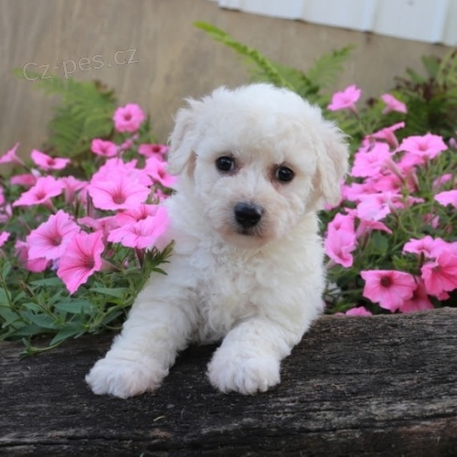 Bichon frize �t��ata k dispozici a p�ipravena k prodeji.