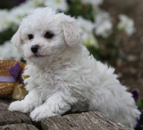 bichon frize  �t��ata k dispozici a p�ipravena k prodeji.