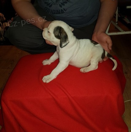 Americk� buldok �t��ata na prodej.