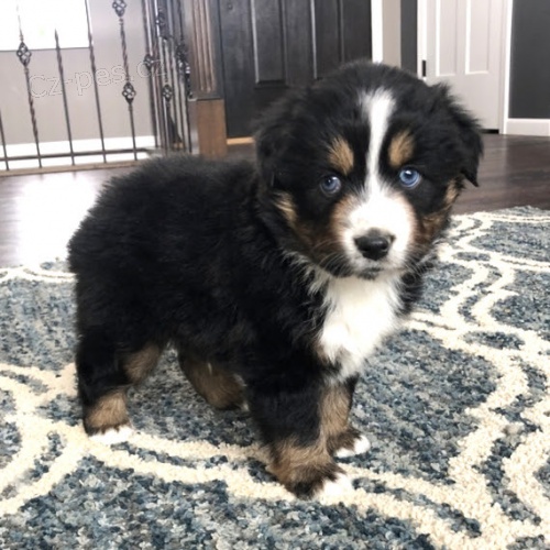 Rozko�n� �t��ata australsk�ho ov��ka na prodej