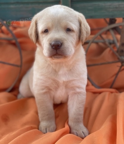 Zdrav� a kr�sn� �t��ata labradorsk�ho retr�vra na prodej.