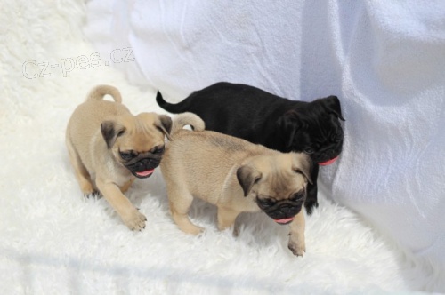 B�ov� mopsl� �t��ata k adopci.