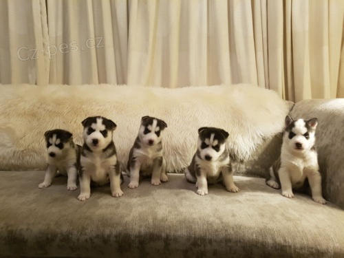 Na prodej roztomil� sibi�sk� husky