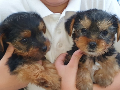 Rozko�n� a kr�sn� �t���tka miniaturn�ho yorkshire teri�ra na prodej.