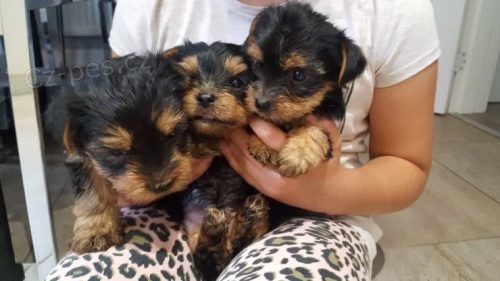 Jork��rsk� teri�r �t��ata na prodej.