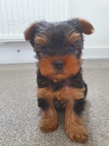 Jork��rsk� teri�r �t��ata na prodej.