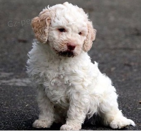 Rozko�n� �t��ata Lagotto Romagnolo