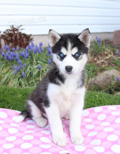 �t��ata Sibi�sk� husky  pro miluj�c� domov