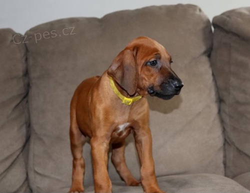 �t��ata rhod�sk�ho ridgebacka