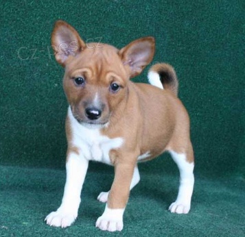 P��telsk� �t���tka Basenji k dispozici