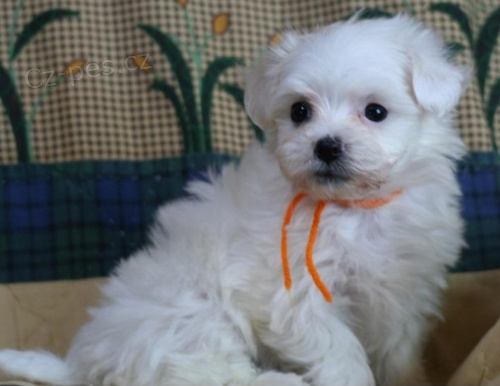 K dispozici jsou roztomil� �t��ata Bolo�sk� 