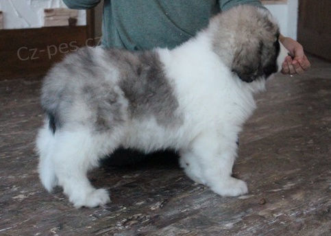 Pyrenejsk� doga �t��ata k adopci 