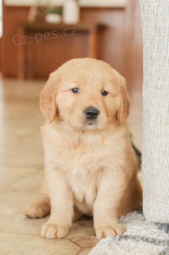 sladk� a okouzluj�c� �t���tka zlat�ho retr�vra