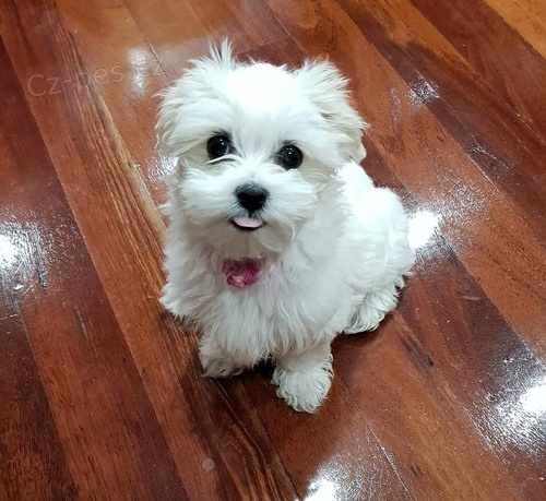 Miluj�c� �t��ata maltsk�  k dispozici