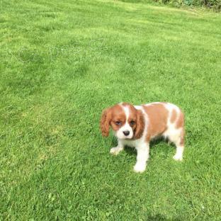 Kaval�r King Charles �pan�l k dispozici