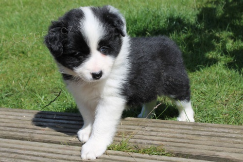 P��telsk� �t��ata border kolie k dispozici