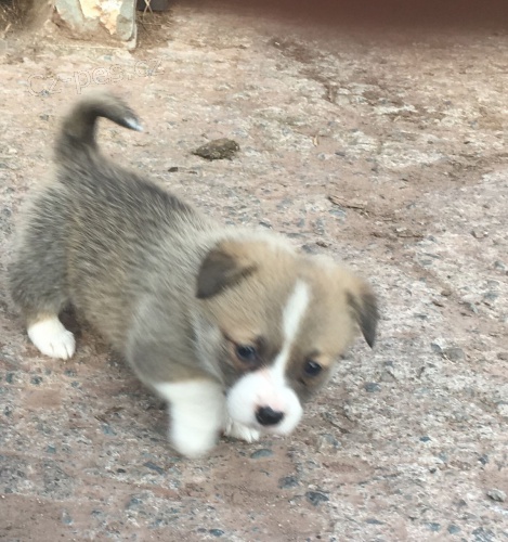 Miluj�c� �t��ata Welsh Corgi Pembroke k adopci