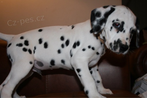 K dispozici vz�cn� Dalmatsk� �t��ata