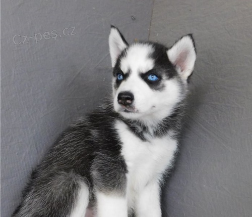 energick� �t��ata sibi�sk�ho husky
