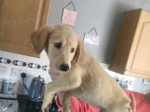 ssaluki �t��ata