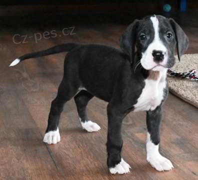 Kr�sn� �t���tka n�meck� dogy k adopci