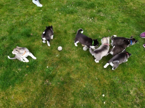 Sibi�sk� husky �t��ata s PP