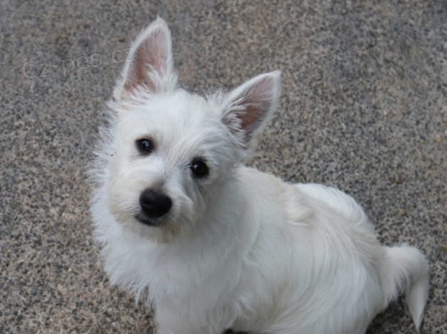 �t��ata West Highland k adopci