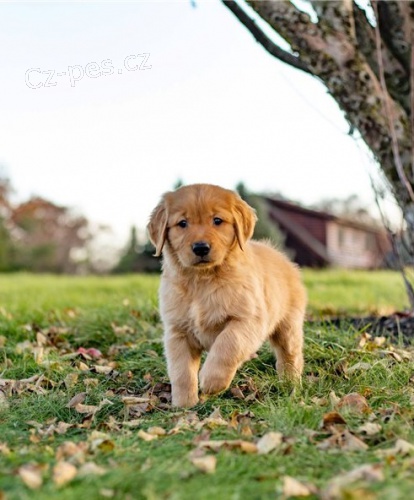 zlat� retr�vr �t��ata 2 **