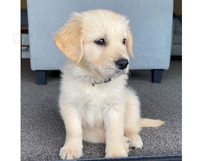 Zlat� retriever