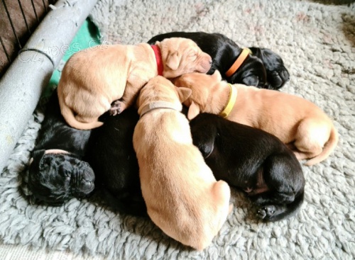 Labradorsk� retr�vr