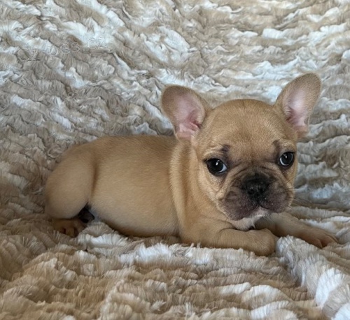 kr�sn� francouzsk� buldok �t��ata