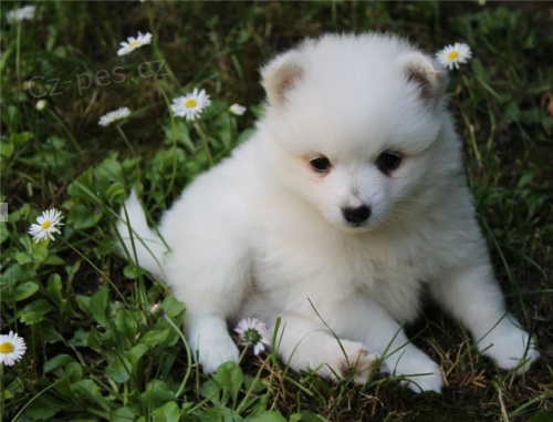 sladk� japonsk� �pic