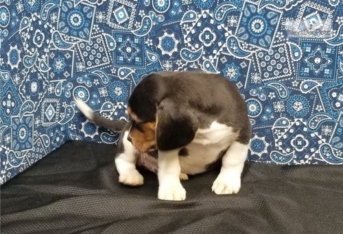 kr�sn� �t��ata beagle