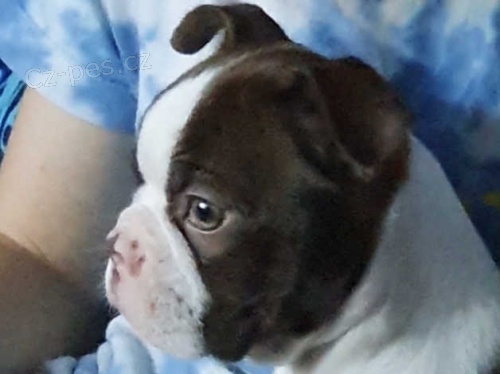 �t��ata boston teri�ra k dispozici