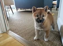 kr�sn� �t��ata shiba inu
