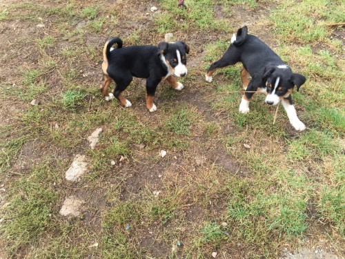 2 Appenzell Appenzell �t��ata Appenzell