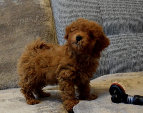 mini 2  pudlov� �t���tka k adopci