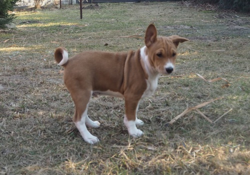 2 Basenji loveck� �t��ata muzy a zeny