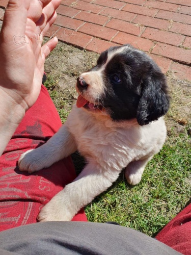 2 �t��ata Landseer velmi zdrav�