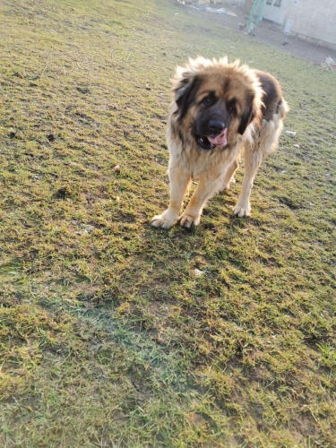 brzy si vezmi �t�n� Leonberger