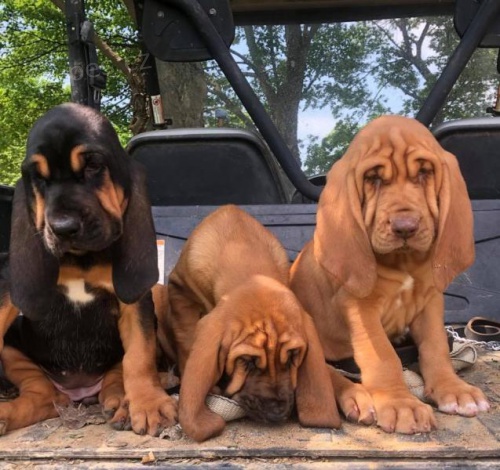 dispozici �t���tka Bloodhound..