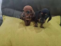 daschound �t��ata jezev��ka  