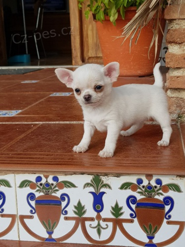 adoptujte �t��ata �ivavy