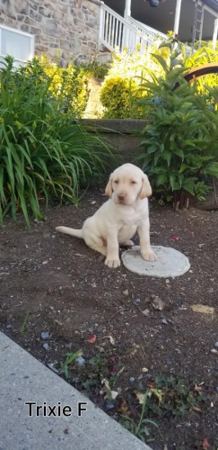 adoptujte �t��ata labradora   bezplatn� adopce pro moje zdrav� �t��ata, jsou dob�e vy�koleni s rodokmenem mikro�ip� akc a v�emi dostupn�mi hra�kami kontakt spolu s va��m ��slem whatsapp