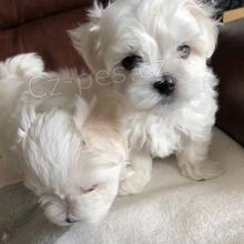 kr�sn� maltsk� �t��ata