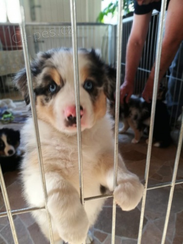 2 Australsk� ov��k pro nov� rodi�e.